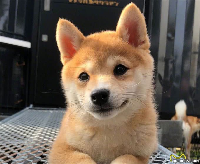 柴犬，一种出门就带不回家的狗