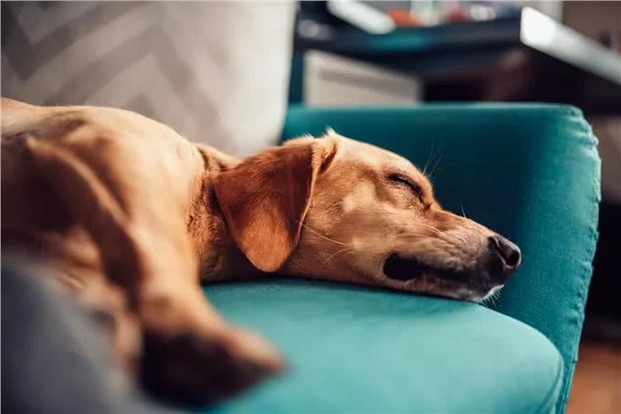 雾霾天气不要带狗狗出门!当心引起犬窝咳