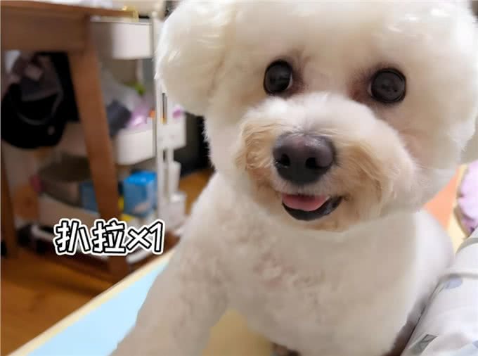 比熊扒拉主人，有这9个含义，别忽视了!
