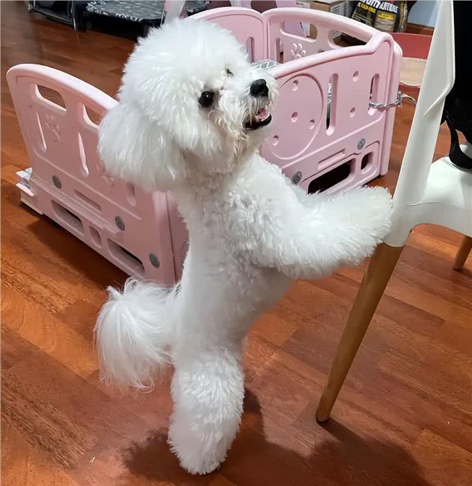 比熊扒拉主人，有这9个含义，别忽视了!