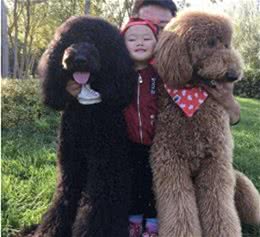 巨型贵宾犬挑食吃什么狗粮?