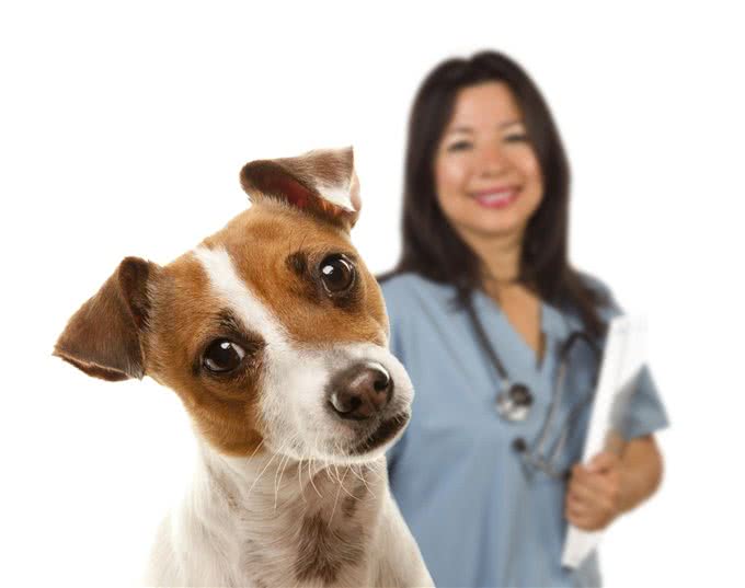 要帮狗狗找到合适的兽医?真的不容易!这4个步骤少不了