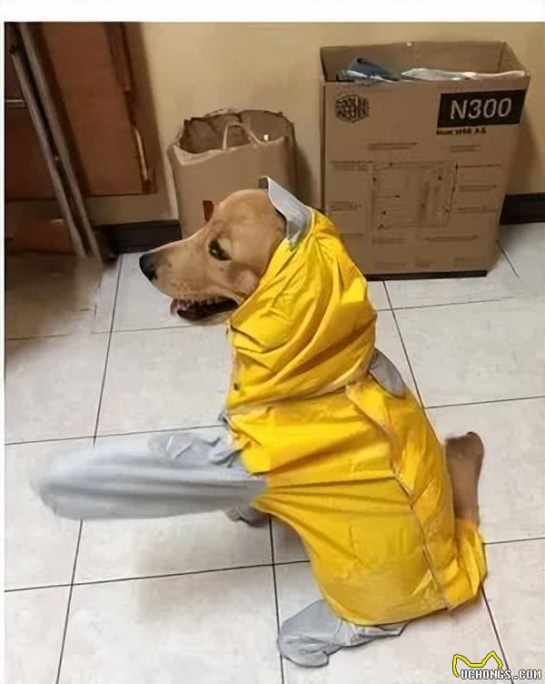 给金毛特意买了个最大号的雨衣，想让它多穿几年，万万没想到啊