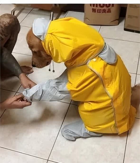 给金毛特意买了个最大号的雨衣，想让它多穿几年，万万没想到啊