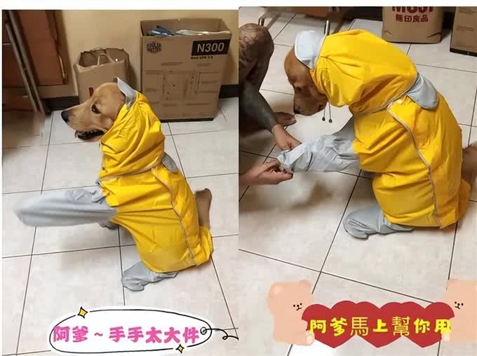 给金毛特意买了个最大号的雨衣，想让它多穿几年，万万没想到啊