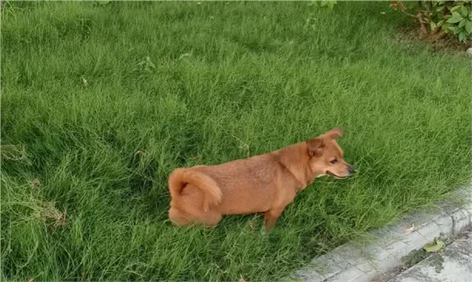 你知道吗?原来绝育后的狗狗也有爱情，只不过是可怜的单相思而已