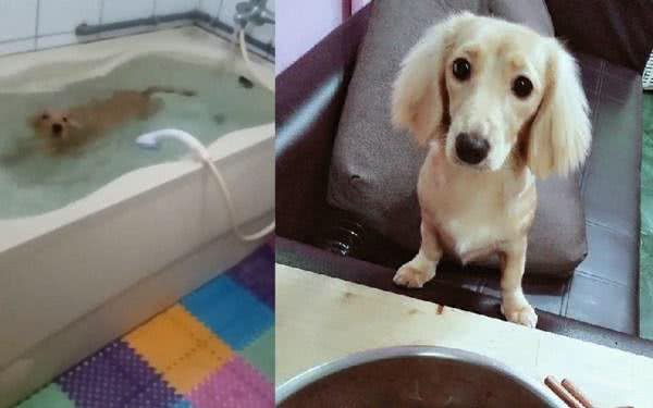 腊肠狗凌晨跳进浴缸翻滚跳跃主人一脸生无可恋
