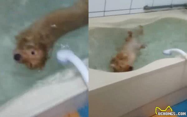 腊肠狗凌晨跳进浴缸翻滚跳跃主人一脸生无可恋