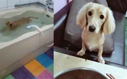 腊肠狗凌晨跳进浴缸翻滚跳跃主人一脸生无可恋