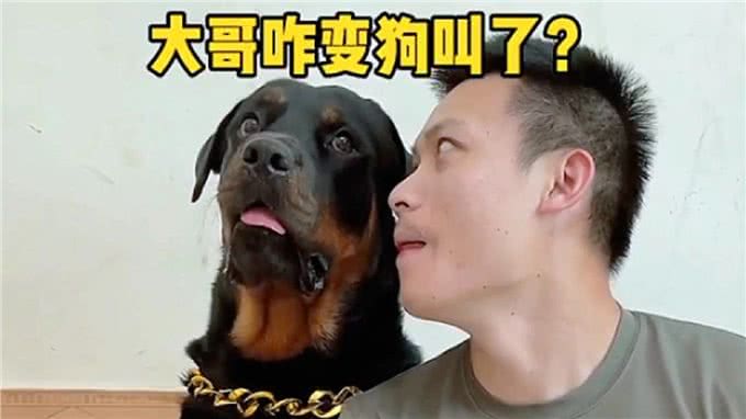 探索狗狗叫声的世界：如何学习狗叫