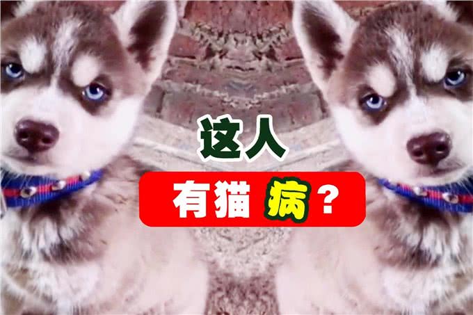 探索狗狗叫声的世界：如何学习狗叫
