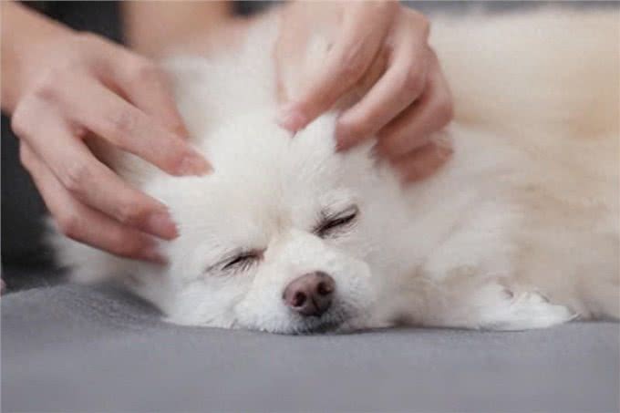 掌握狗狗全身身体控制的关键!全面解析优缺点及五大实用技巧