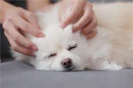 掌握狗狗全身身体控制的关键!全面解析优缺点及五大实用技巧
