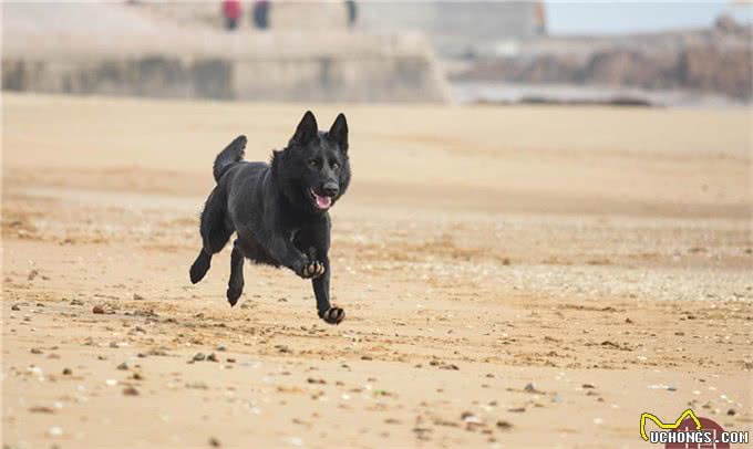 80后训犬师的海归搜救犬：居然听得懂德语