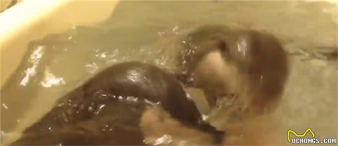 主人出差5天后回家见到小水獭宠物时，它们的反应让主人愧疚不已