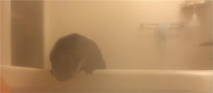 主人出差5天后回家见到小水獭宠物时，它们的反应让主人愧疚不已