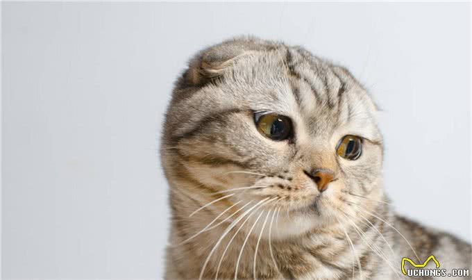 折耳猫为什么会有品种缺陷，折耳猫怎么养才能养好，你知道吗