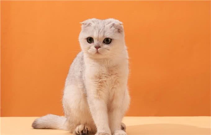 折耳猫为什么会有品种缺陷，折耳猫怎么养才能养好，你知道吗