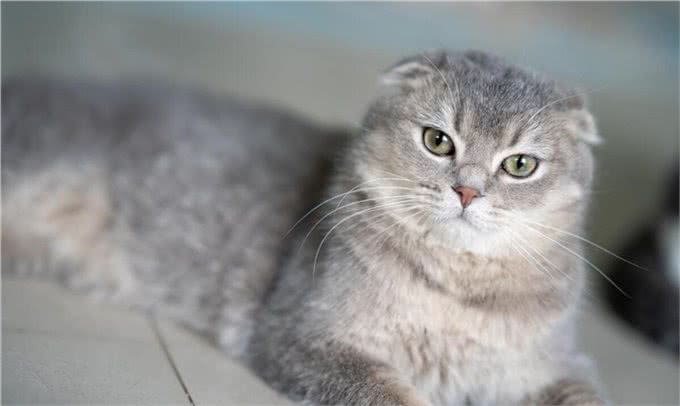 折耳猫为什么会有品种缺陷，折耳猫怎么养才能养好，你知道吗