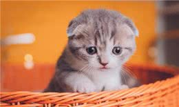 折耳猫为什么会有品种缺陷，折耳猫怎么养才能养好，你知道吗