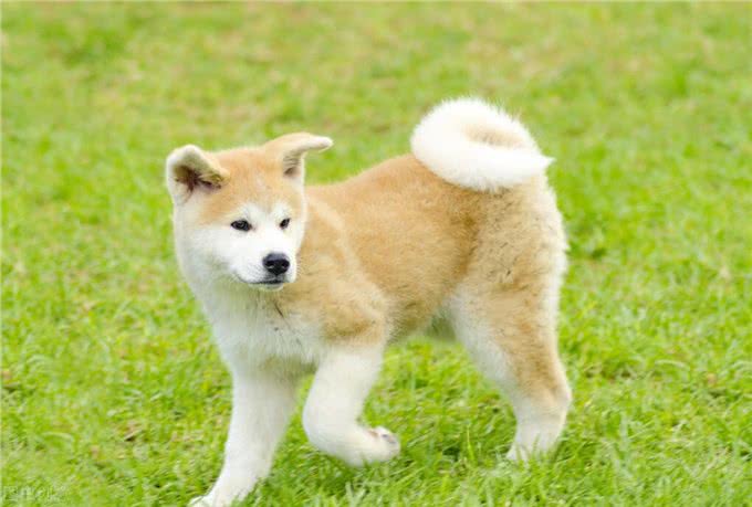 秋田犬那么萌但为什么被禁养?