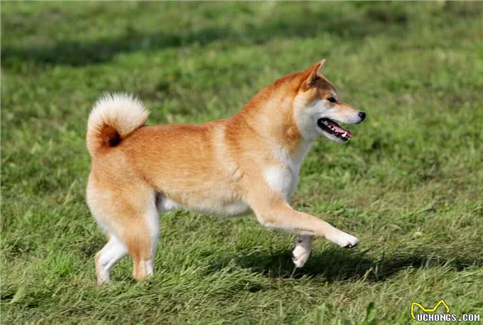 秋田犬那么萌但为什么被禁养?