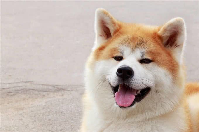 秋田犬那么萌但为什么被禁养?