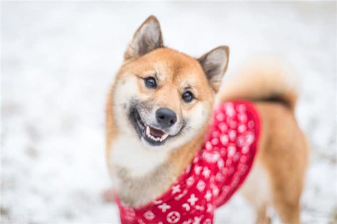 秋田犬那么萌但为什么被禁养?