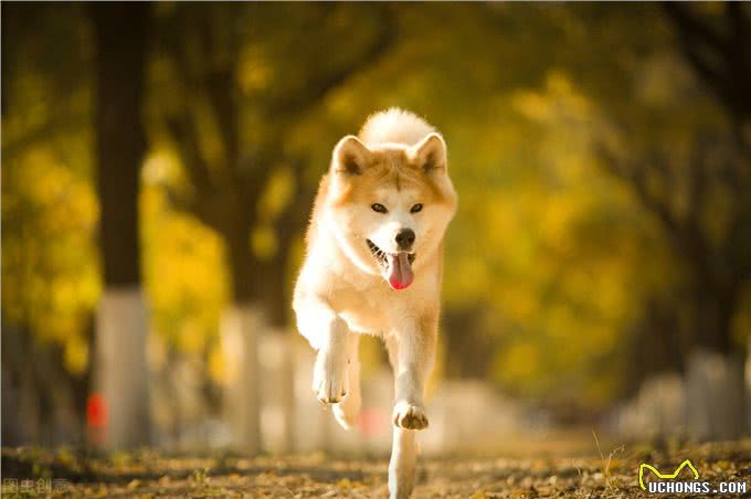 秋田犬那么萌但为什么被禁养?