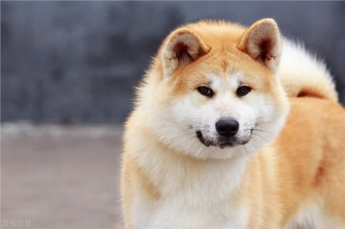 秋田犬那么萌但为什么被禁养?