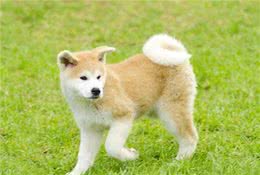 秋田犬那么萌但为什么被禁养?