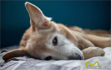 为什么要给狗狗拔耳毛，怎样拔比较安全呢
