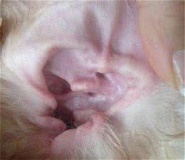 为什么要给狗狗拔耳毛，怎样拔比较安全呢