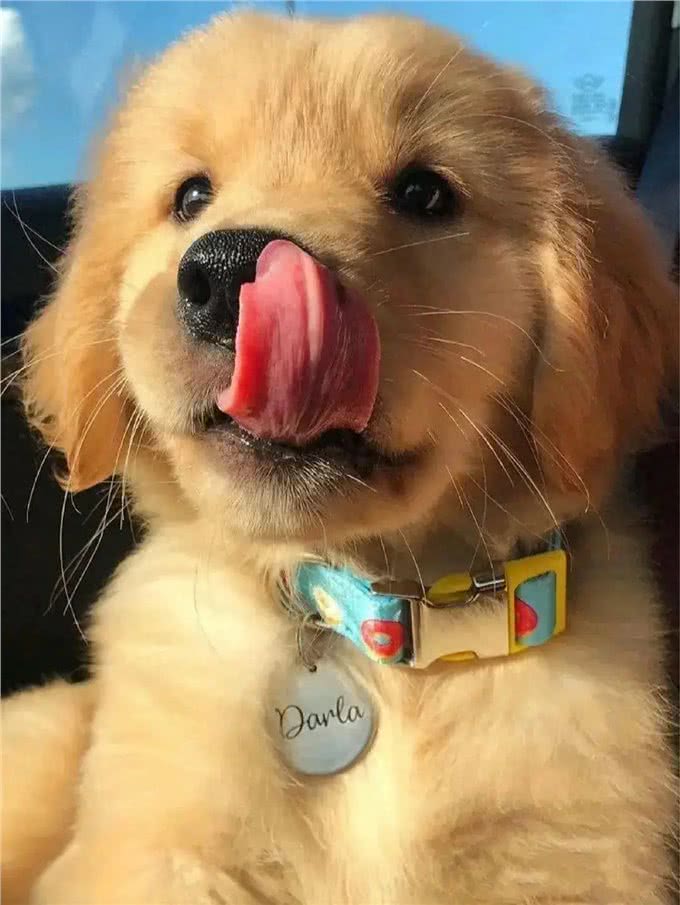 狗狗陪伴孩子快乐成长