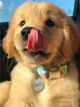 狗狗陪伴孩子快乐成长