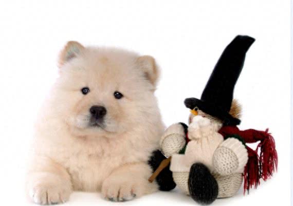中国2000多年古老犬种：松狮犬独有的愁容别有风味