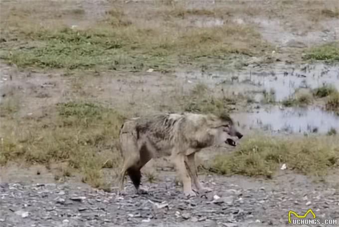这头野狼，越来越像狗了