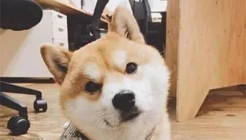 怎样彻底清除狗狗身上的蜱虫