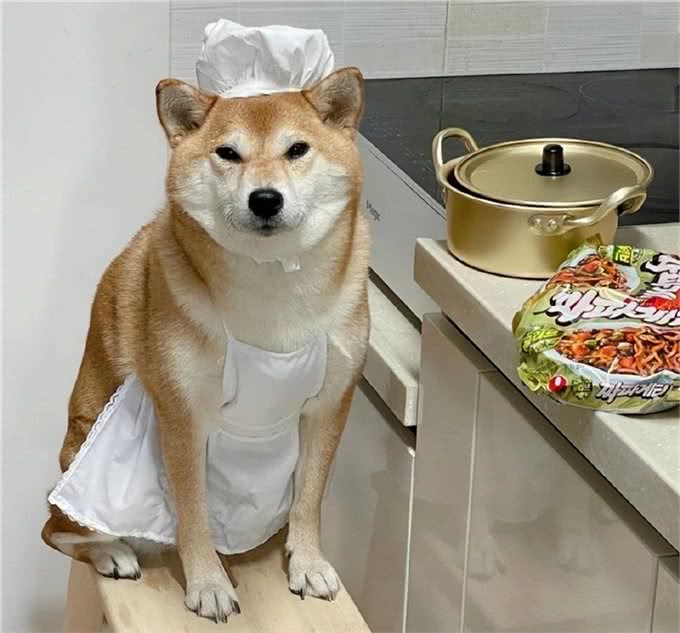 什么是狗的胃肠炎?