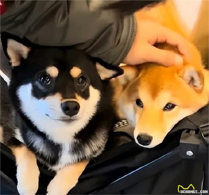 什么是狗的胃肠炎?