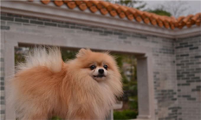 手把手告诉你什么是犬瘟(包含治疗方法)