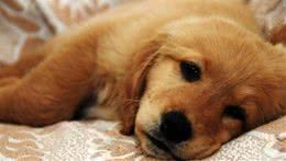 手把手告诉你什么是犬瘟(包含治疗方法)