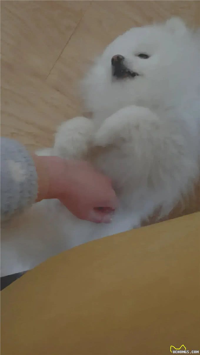 小狗是懂挠痒痒的