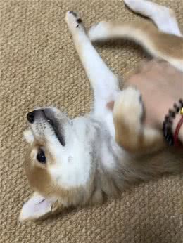 小狗是懂挠痒痒的