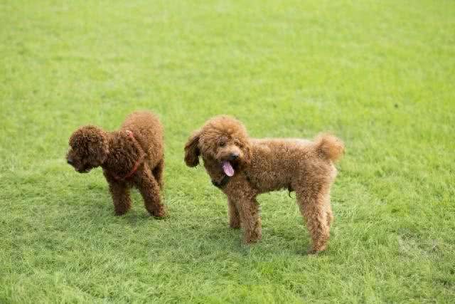 泰迪犬的寿命，咱农民咋看?