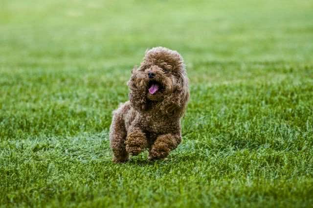 泰迪犬的寿命，咱农民咋看?
