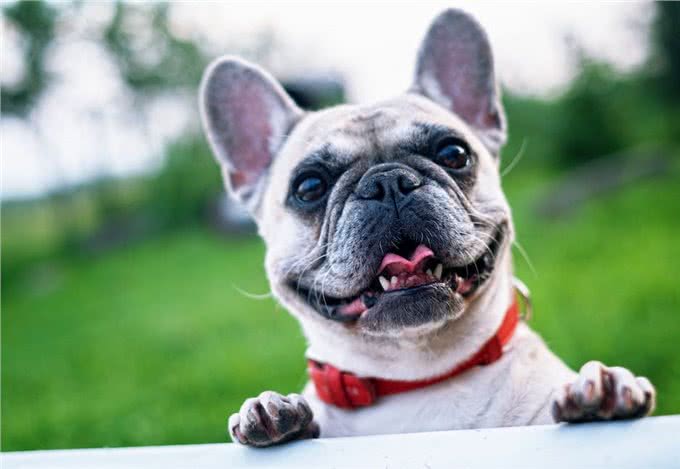 狗狗的社交圈:如何让你的宠物更社交化?