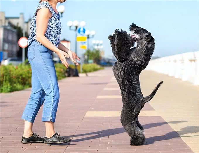 长寿的家庭犬凯利蓝梗