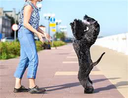 长寿的家庭犬凯利蓝梗
