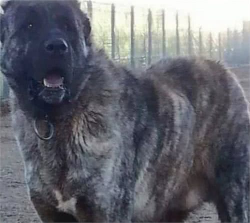 在亚洲唯有这4种犬，可与欧美猛犬抗衡，中国两犬名列其中